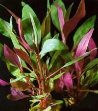a fost introdusa sub numele de telanthera osiris. planta este raspandita in zona tropicala a