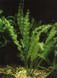 aponogeton originara din asia de sud-est, fiind o planta submersa cu rizom, care este sferic si