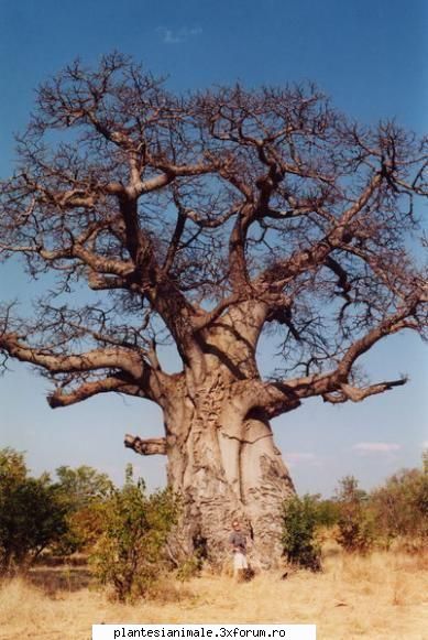 baobab este numele comun al unui gen care opt specii de arbori, nativi la madagascar (centru de cu