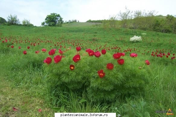 bujorul rom�nesc (paeonia peregrina var. romanica) este o specie de bujor �n de c�mpie sau la