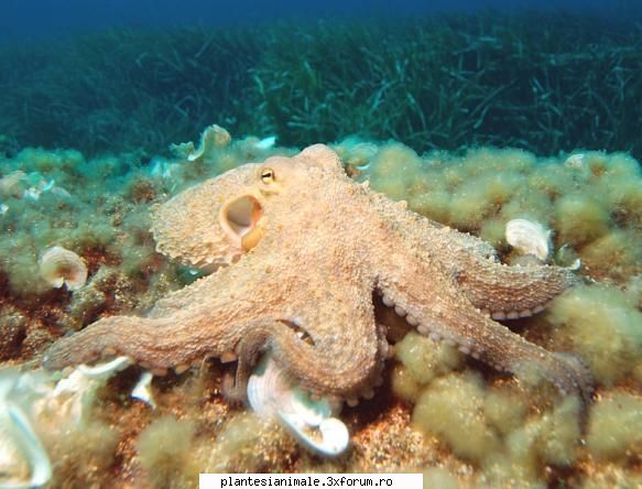 (octopus) este un gen de corpul are forma unui sac. capul este iar gura este de opt tentacule cu