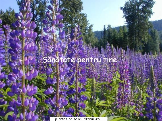 buna ma numesc simona si imi place foarte mult natura si chiar cred ca ar trebui ca oameni sa aiba