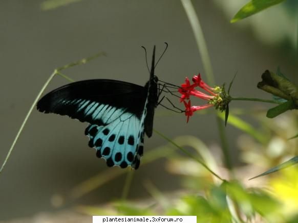 yonutz c-am pustiu :uimit:  :uimit: 


fluture blue mormon fluturii