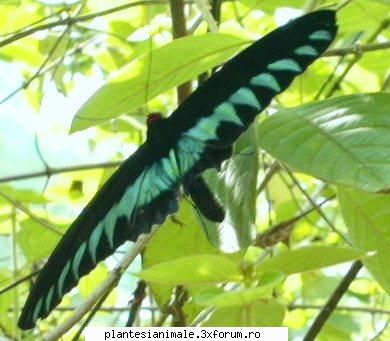 palawan birdwing fluturii