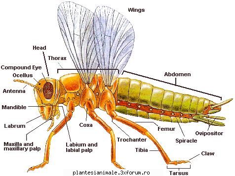 i don't like insect  :limba:  ... insecte
