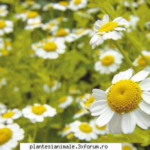 denumirea plantei: musetel populare: mamorita, marariul cainelui, matricea, moruna, mositel,