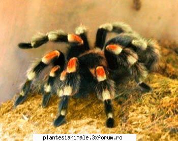 paianjenii nu sunt insecte, asa cum multi ar crede, ci sunt arahnide, astfel cu ei se intalnesc