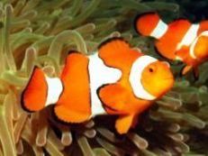 iar am uitat poza...off pestele clovn sau amphiprion percula