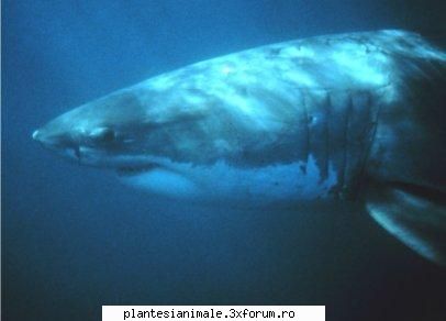 rechinii, din requin, (ordinul sunt peşti cu schelet şi cu un corp �ntre cinci şi
