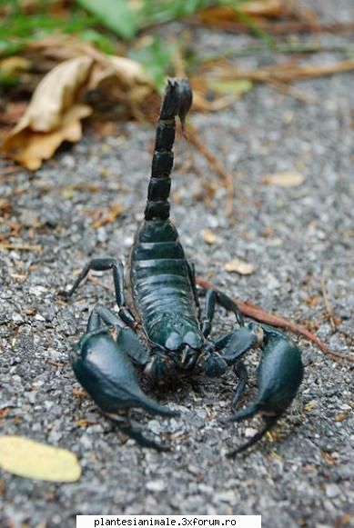 scorpionii apartin familiei fiind rudele lor , a acnelor si a capuselor. 1200 de specii cunoscute de