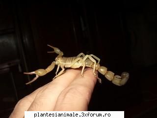 australis - (yellow fat-tailed scorpion este considerat unul dintre cele mai veninoase specii