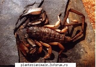 hadogenes - (flat rock cel mai lung scorpion din lume, hadogenes este o specie atat pentru