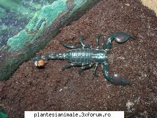 pandinus imperator - (emperor imperator este o specie foarte mare, si rezistenta din africa